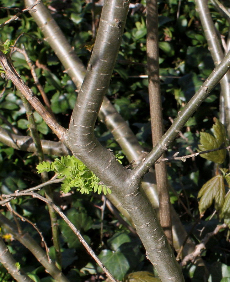 Image of Caragana boisii specimen.