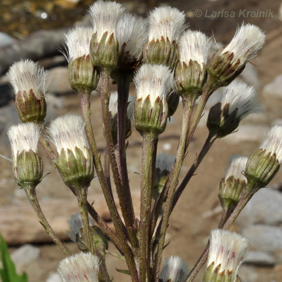 Image of Petasites tatewakianus specimen.