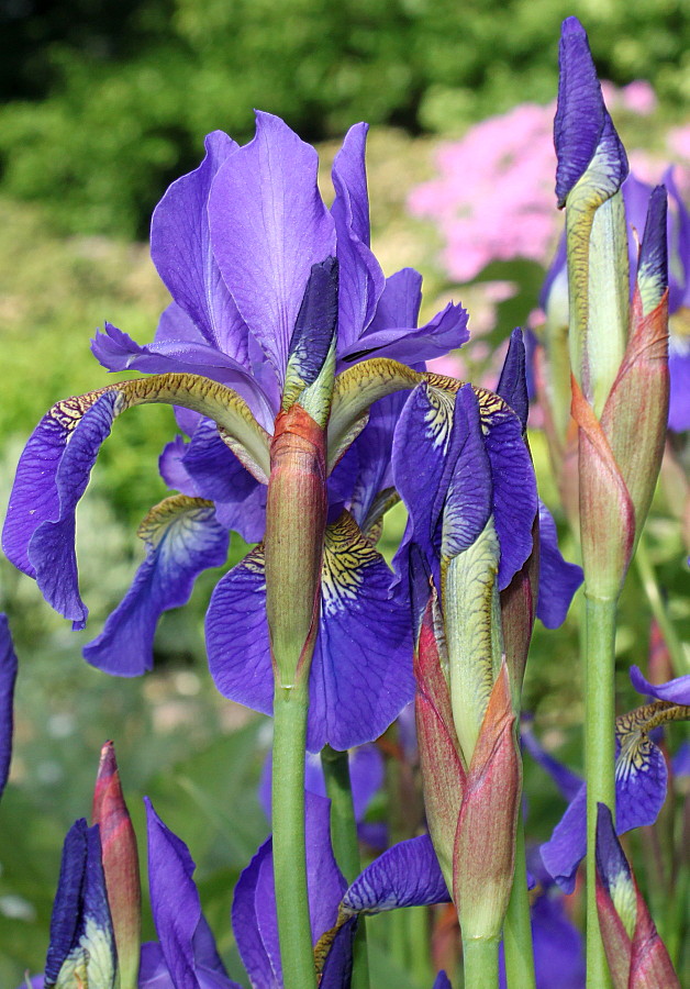 Изображение особи Iris sanguinea.