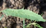 genus Atriplex