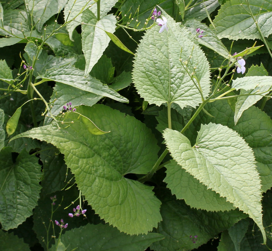 Изображение особи Lunaria rediviva.