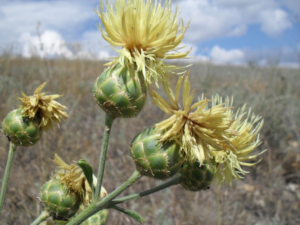 Image of Centaurea salonitana specimen.