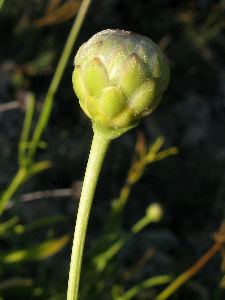 Image of Cephalaria coriacea specimen.