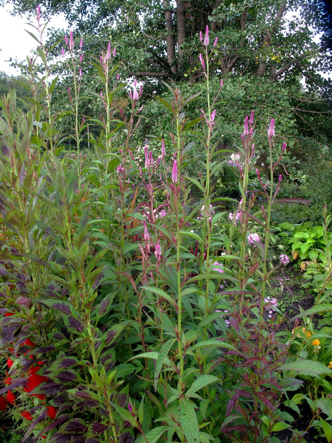 Image of Celosia spicata specimen.