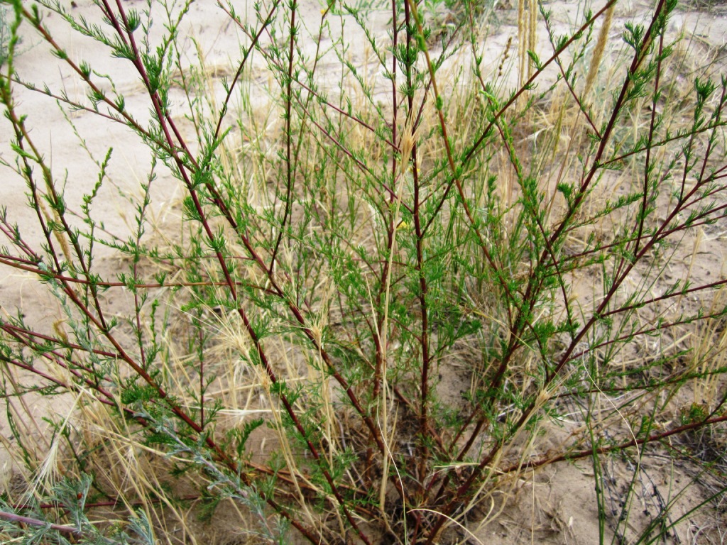 Image of Artemisia tschernieviana specimen.