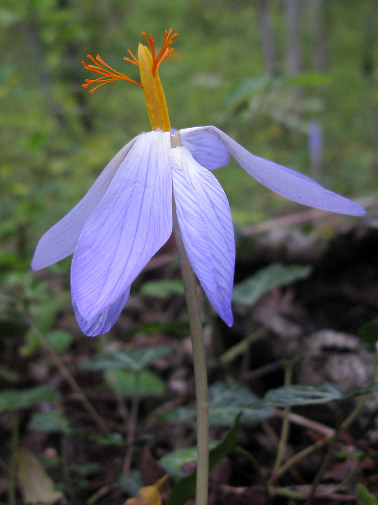 Изображение особи Crocus speciosus.