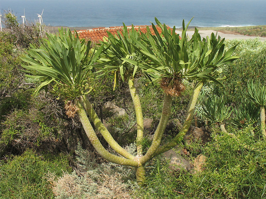 Image of Kleinia neriifolia specimen.