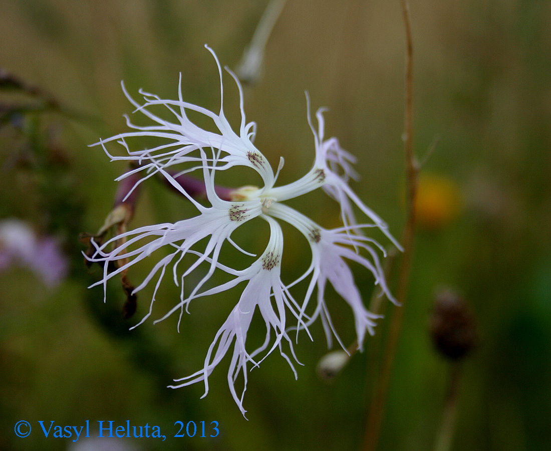 Image of Dianthus superbus specimen.