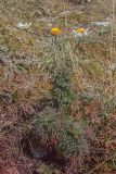 Anthemis rigescens