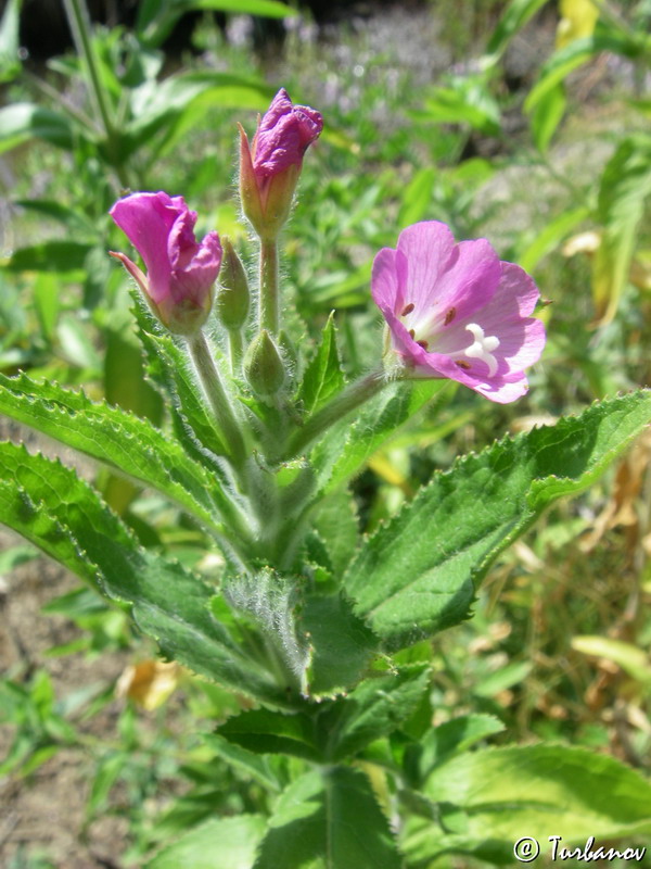 Image of Epilobium villosum specimen.