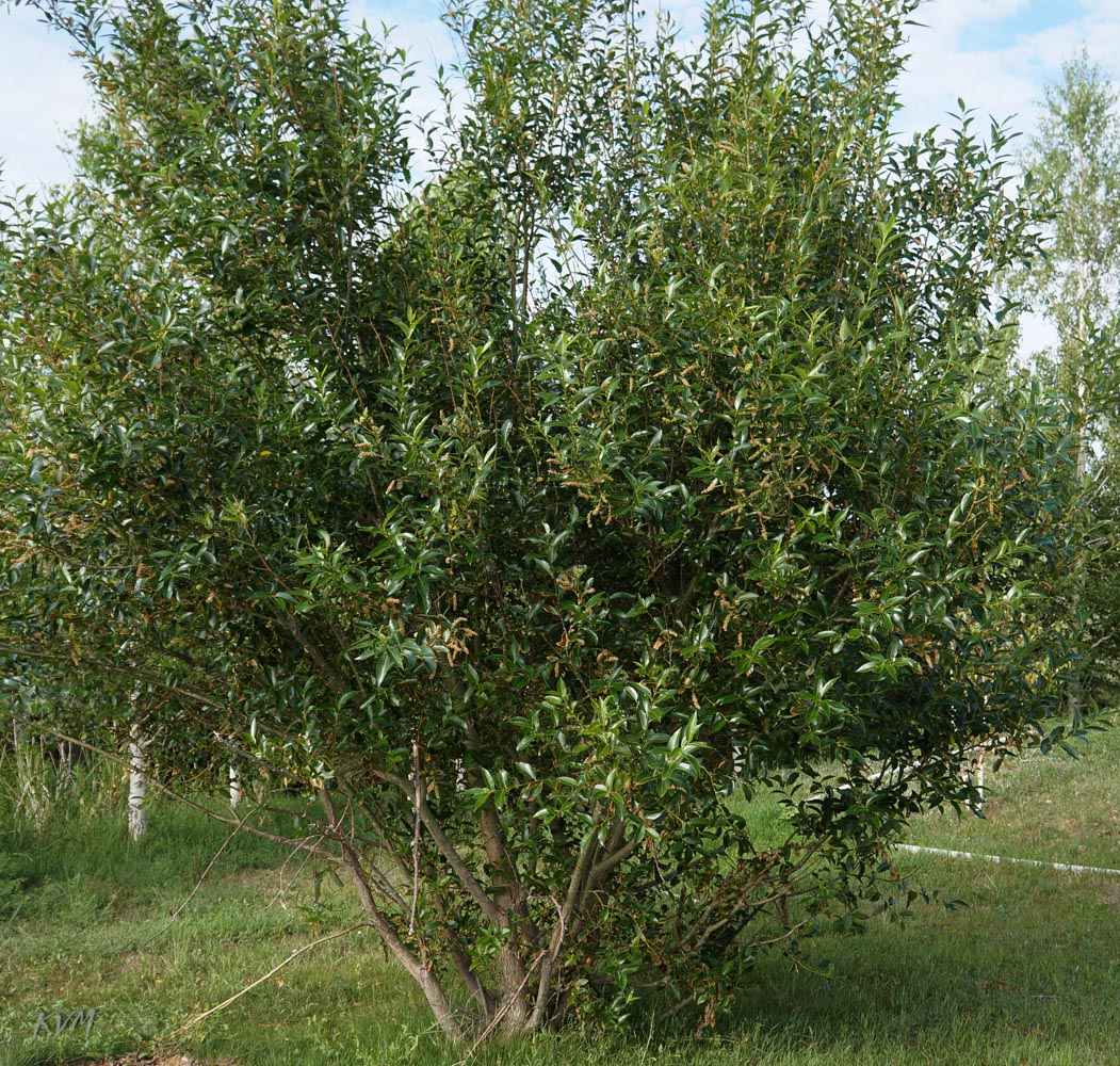 Image of genus Salix specimen.