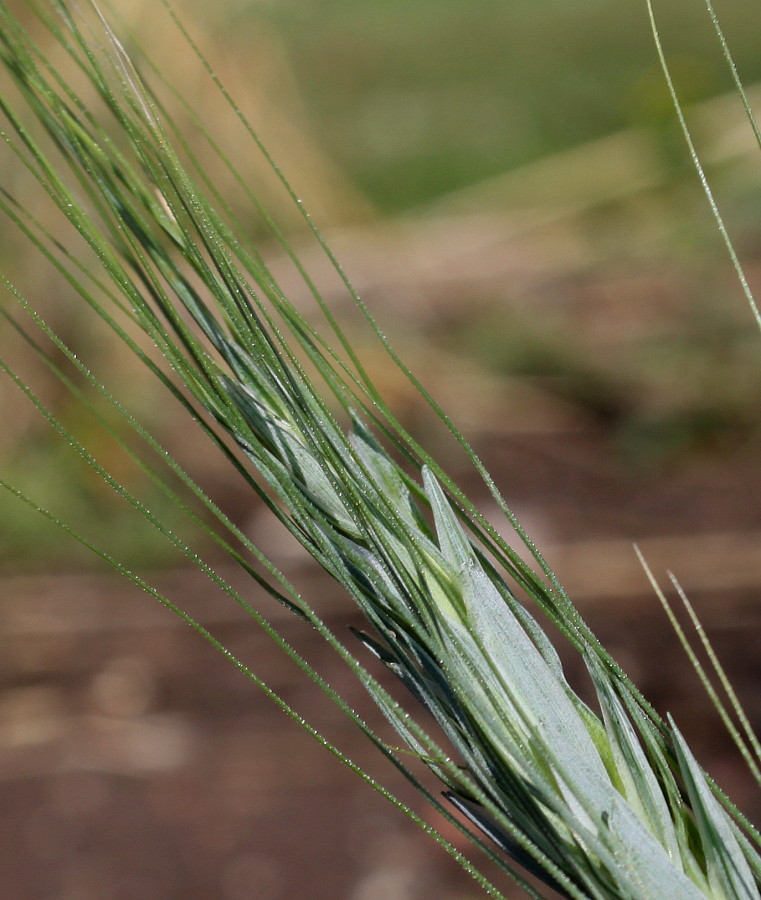 Изображение особи Triticum polonicum.