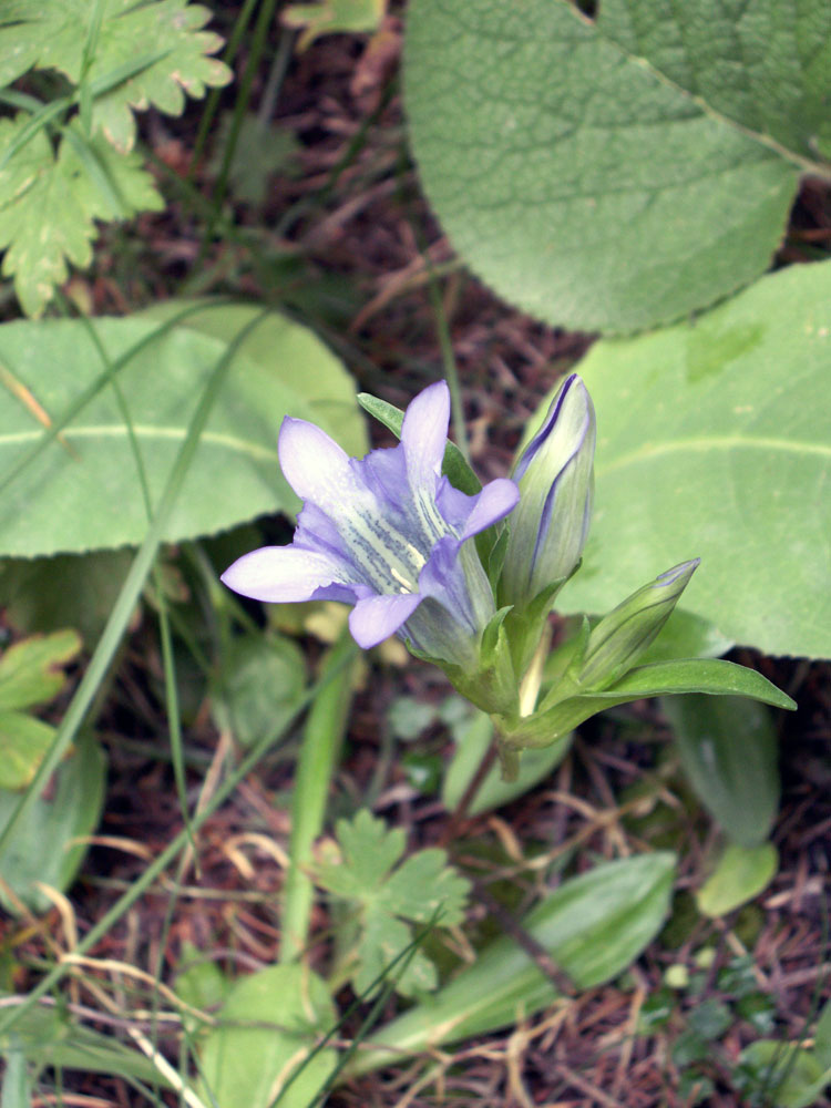 Image of Gentiana kaufmanniana specimen.