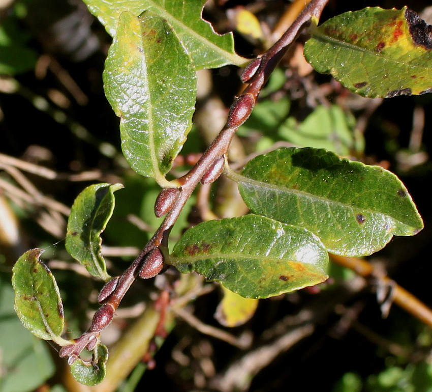 Image of Salix apoda specimen.