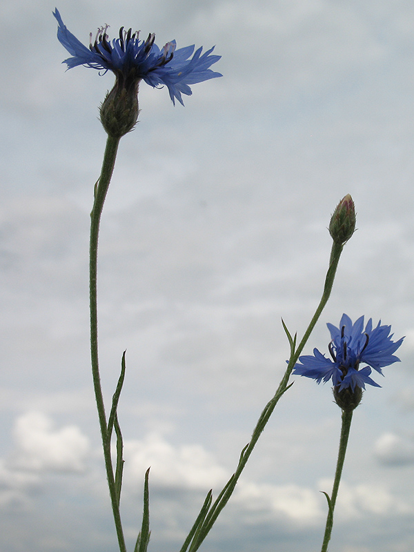 Image of Centaurea cyanus specimen.