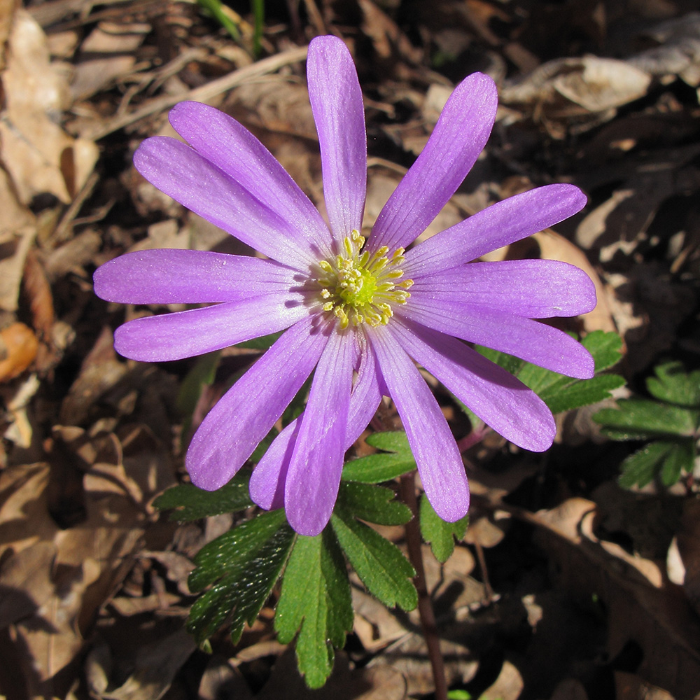 Image of Anemone banketovii specimen.