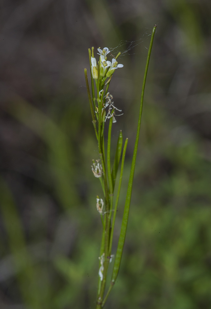 Image of Arabis sagittata specimen.