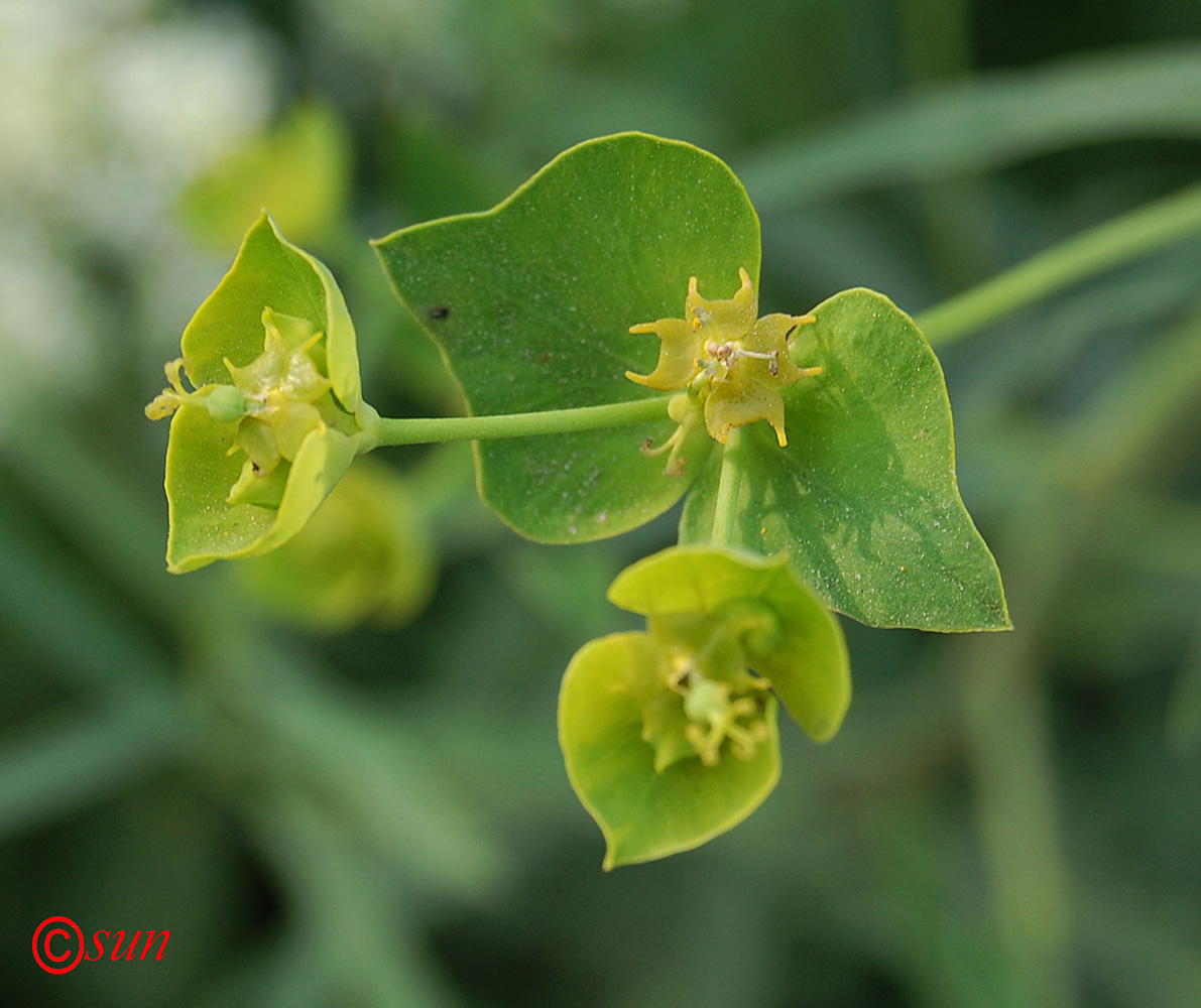 Изображение особи Euphorbia kaleniczenkoi.