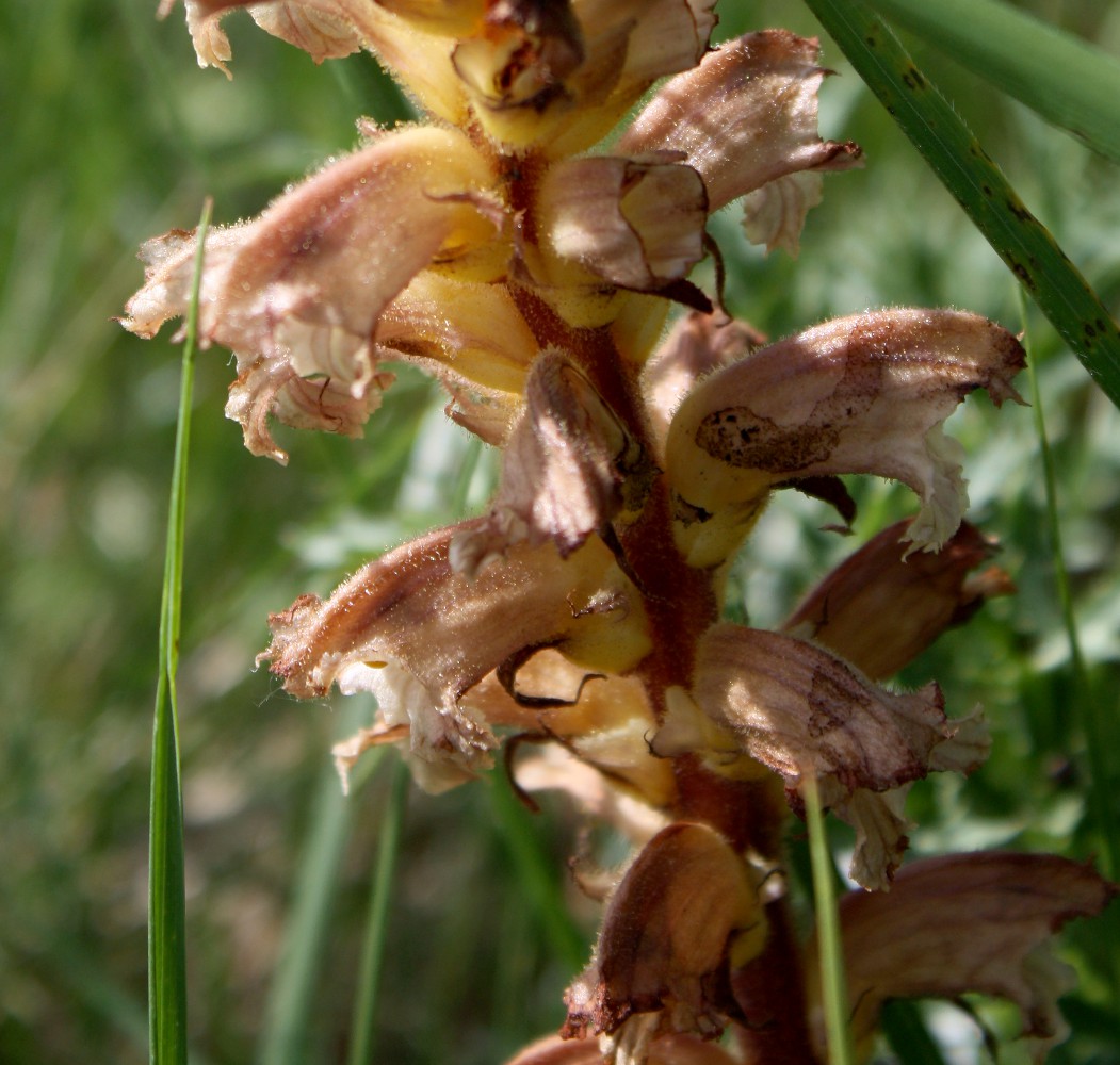 Изображение особи Orobanche pallidiflora.