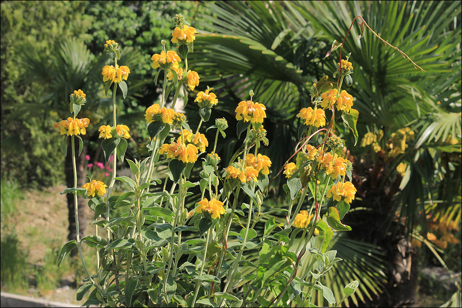 Image of Phlomis fruticosa specimen.