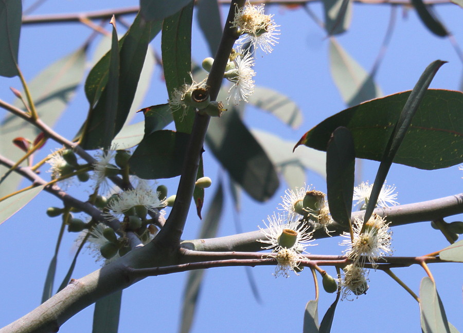 Image of Eucalyptus perriniana specimen.