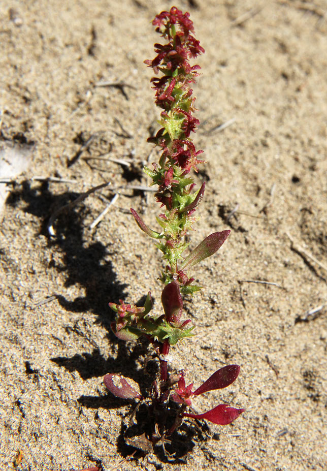 Image of Rumex bucephalophorus specimen.