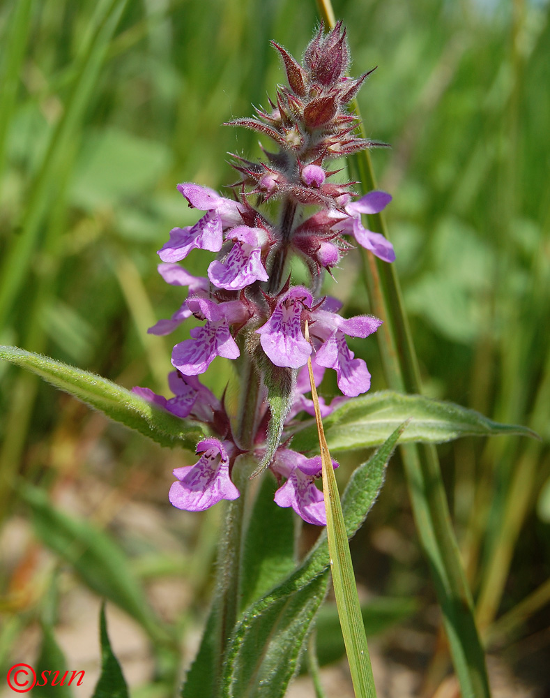 Image of Stachys palustris specimen.