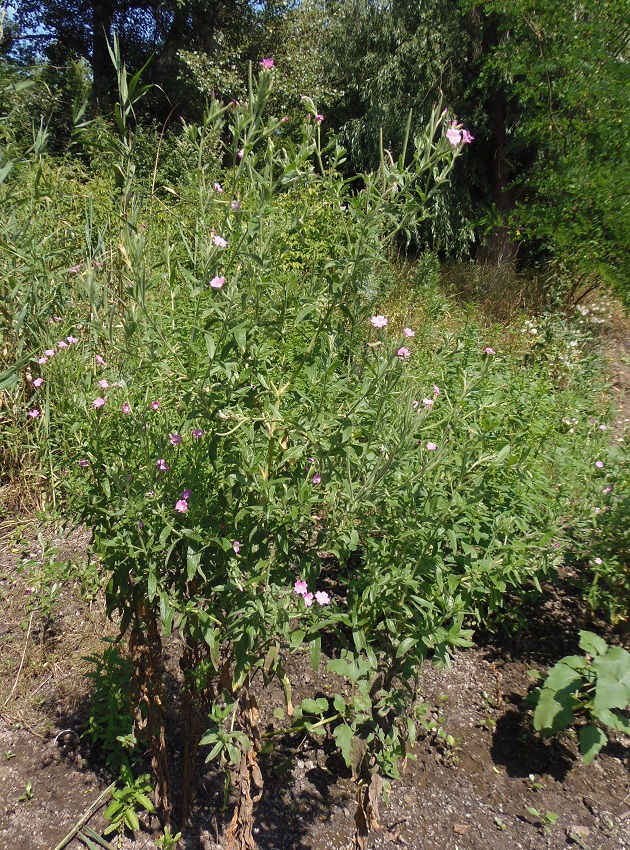 Image of Epilobium villosum specimen.