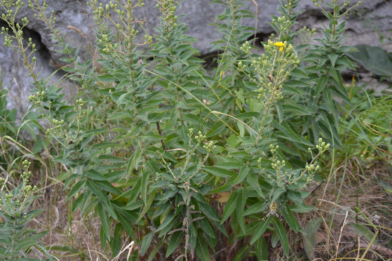 Image of genus Hieracium specimen.