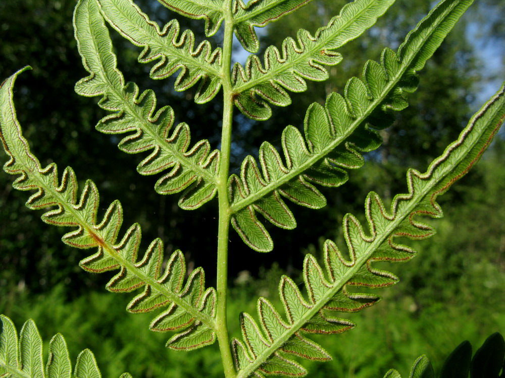 Image of Pteridium pinetorum specimen.