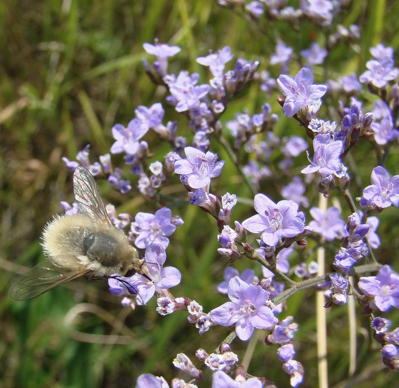 Изображение особи Limonium scoparium.