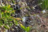 Cerastium glabratum. Цветущее растение у подножия камня-останца. Мурманская обл., п-ов Средний, мыс Земляной. 29.07.2014.