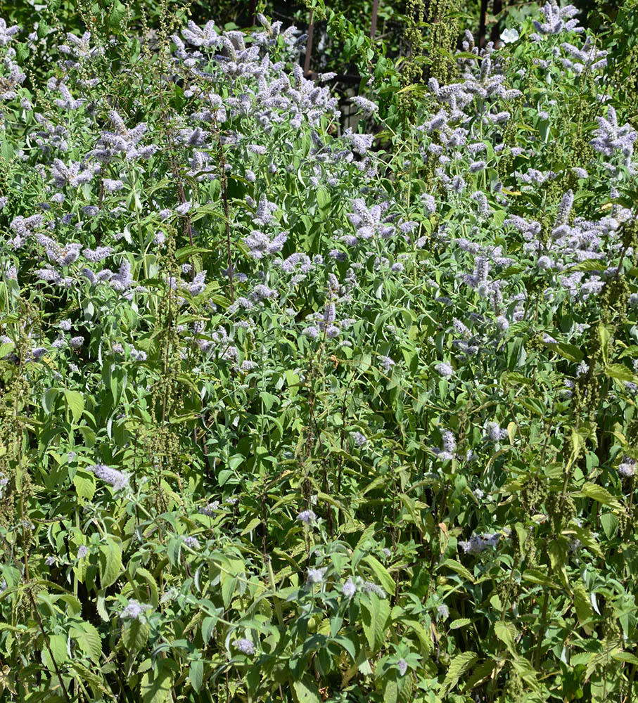 Изображение особи Mentha longifolia.