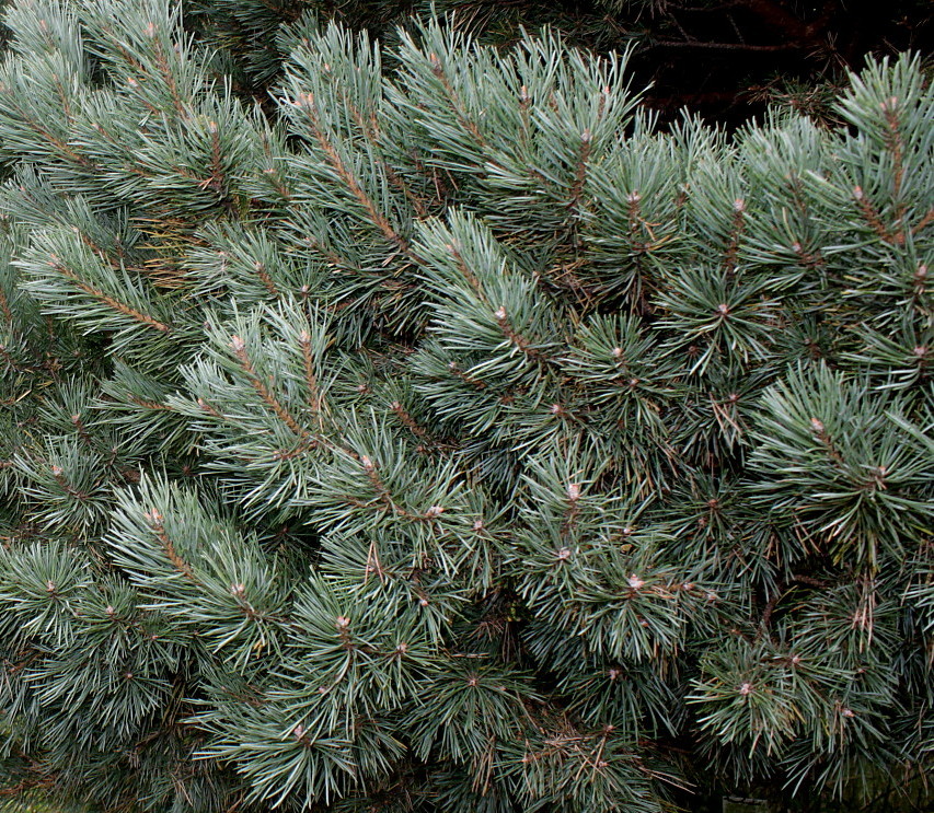 Изображение особи Pinus sylvestris.