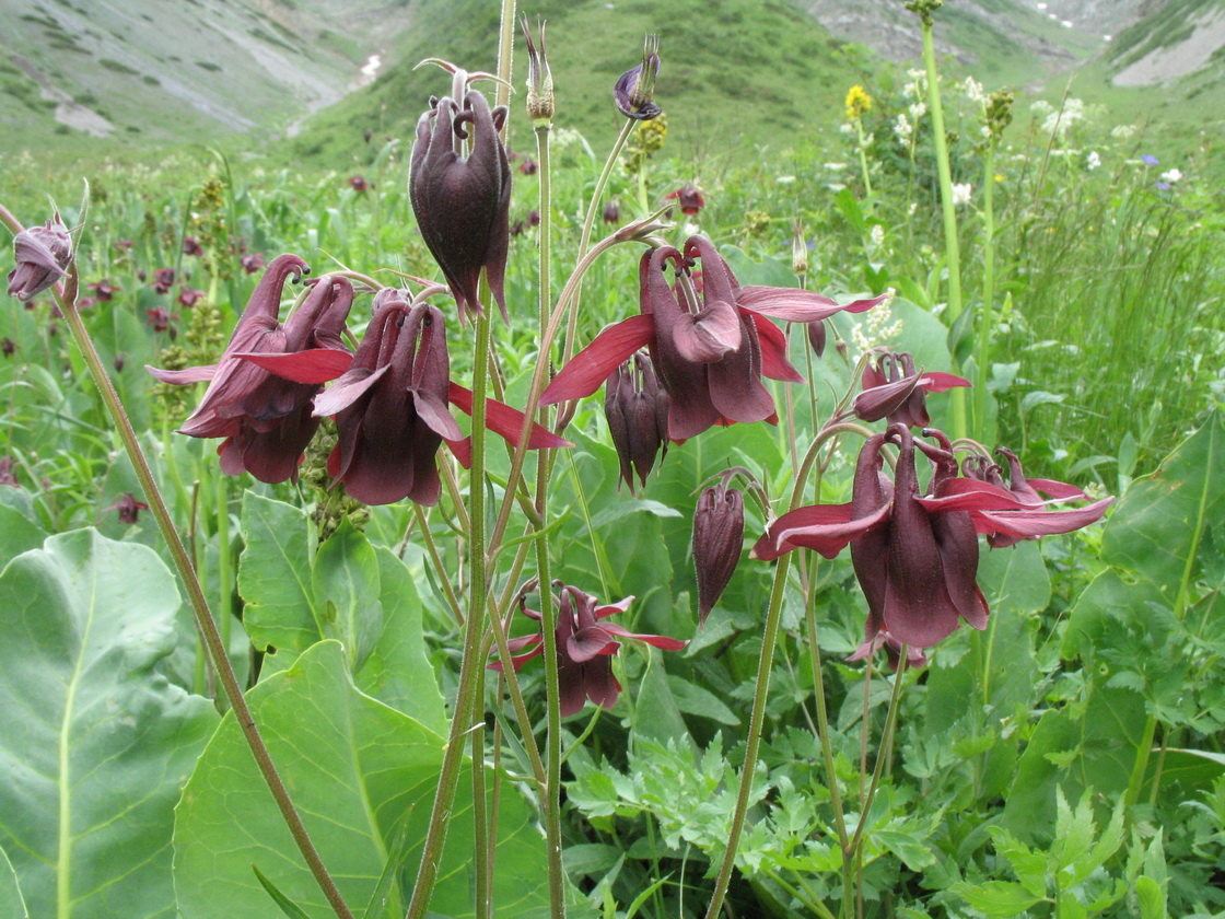 Image of Aquilegia atrovinosa specimen.