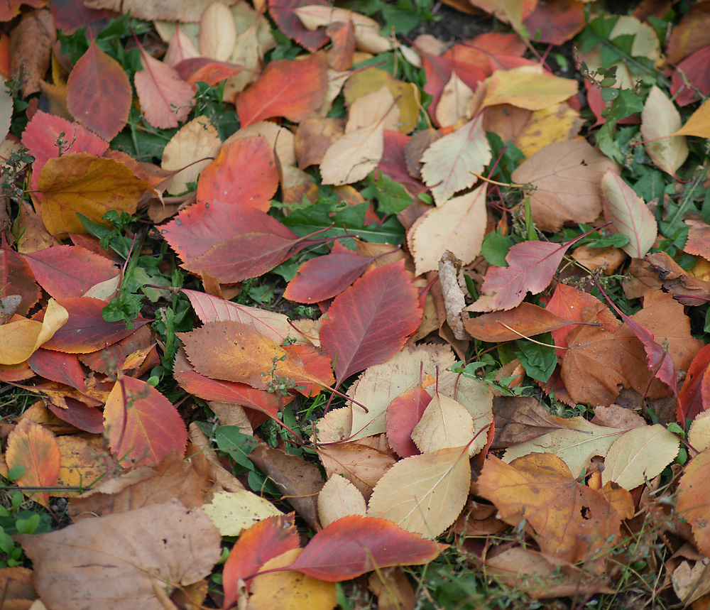 Image of genus Crataegus specimen.