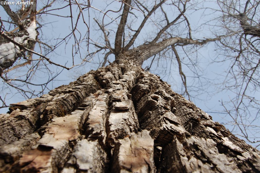 Изображение особи Populus nigra.