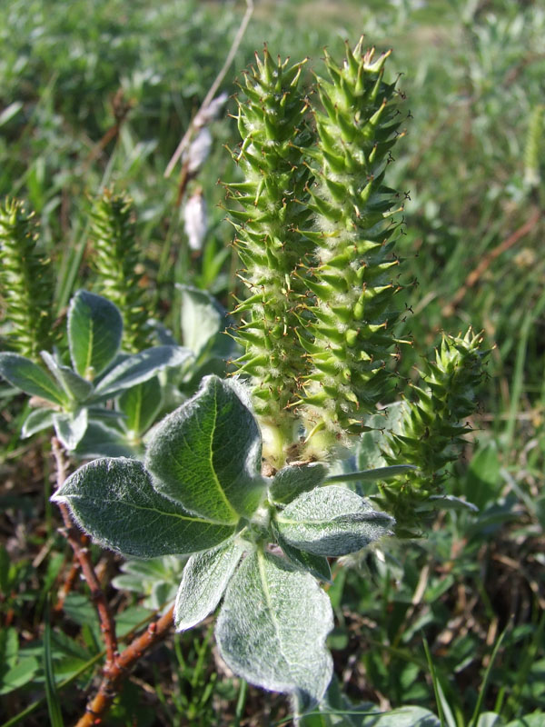 Image of Salix lanata specimen.