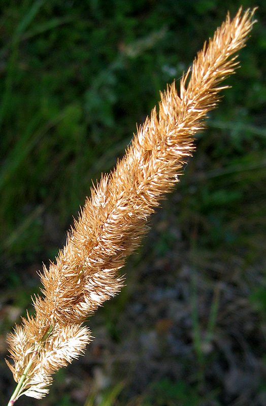 Image of Calamagrostis glomerata specimen.