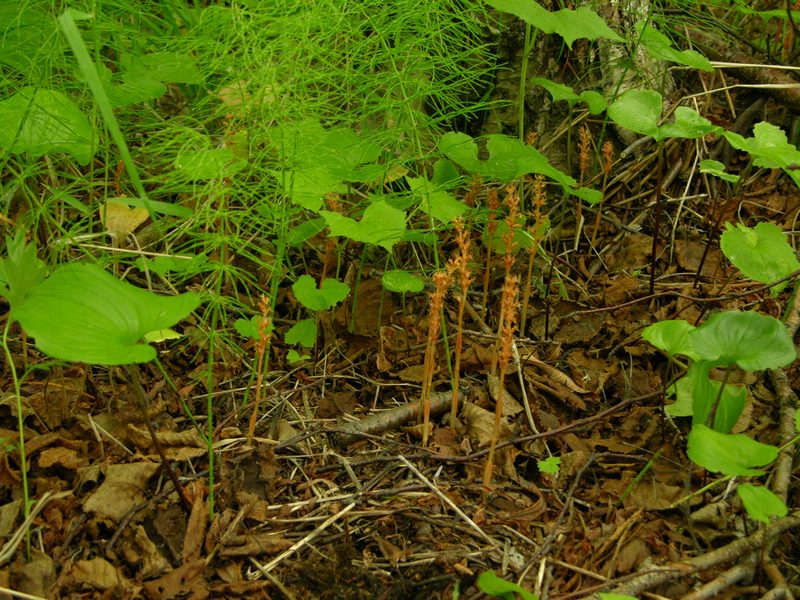 Image of Neottia asiatica specimen.