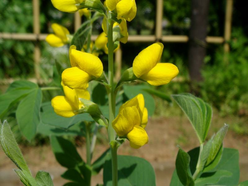 Изображение особи Thermopsis lupinoides.