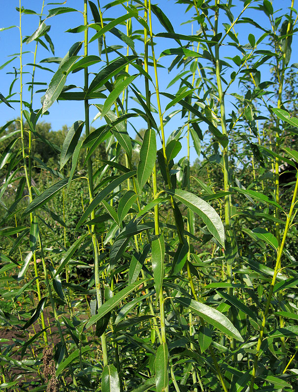 Изображение особи Salix acutifolia.