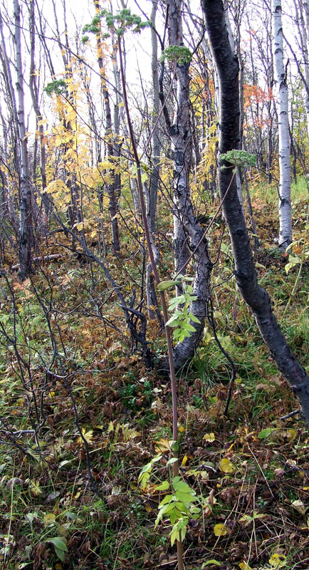 Image of Angelica sylvestris specimen.