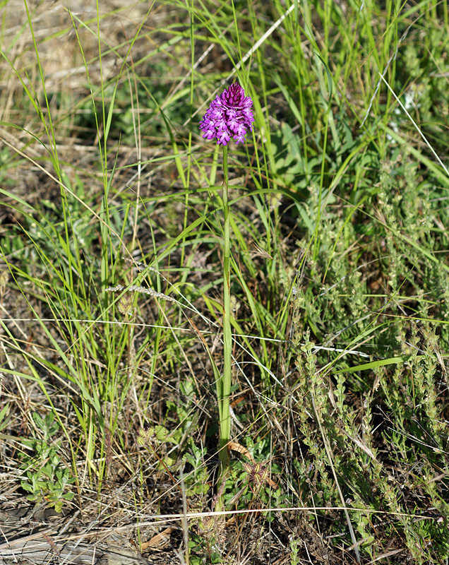 Изображение особи Anacamptis pyramidalis.