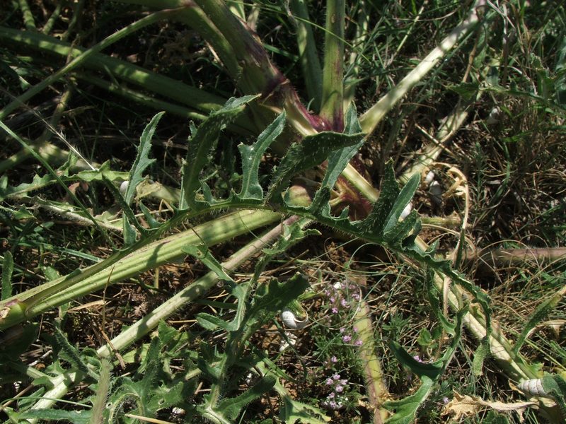 Image of Crambe aspera specimen.