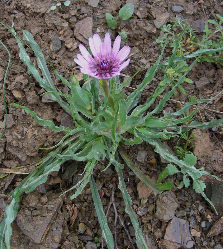 Изображение особи Tragopogon marginifolius.