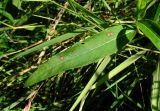 Persicaria amphibia. Лист с поражениями. Окр. Архангельска, свалка древесных отходов. 21.08.2015.