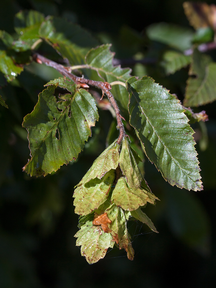 Image of Carpinus orientalis specimen.