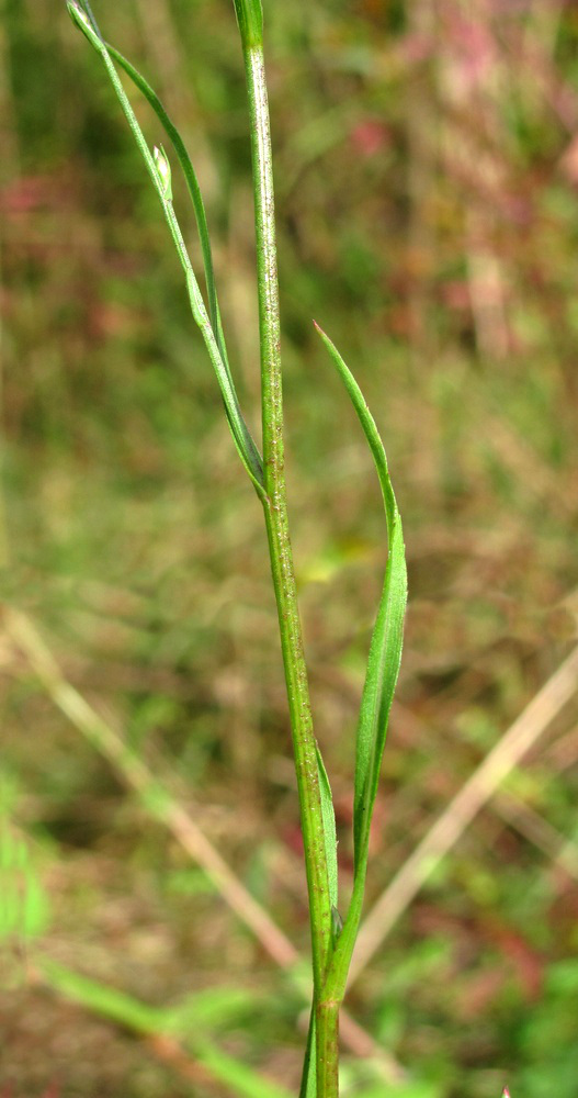 Изображение особи Symphyotrichum graminifolium.
