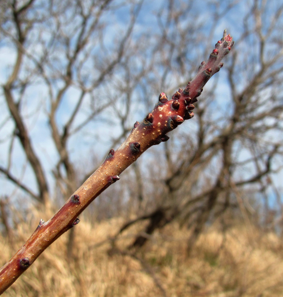 Image of Cotinus coggygria specimen.